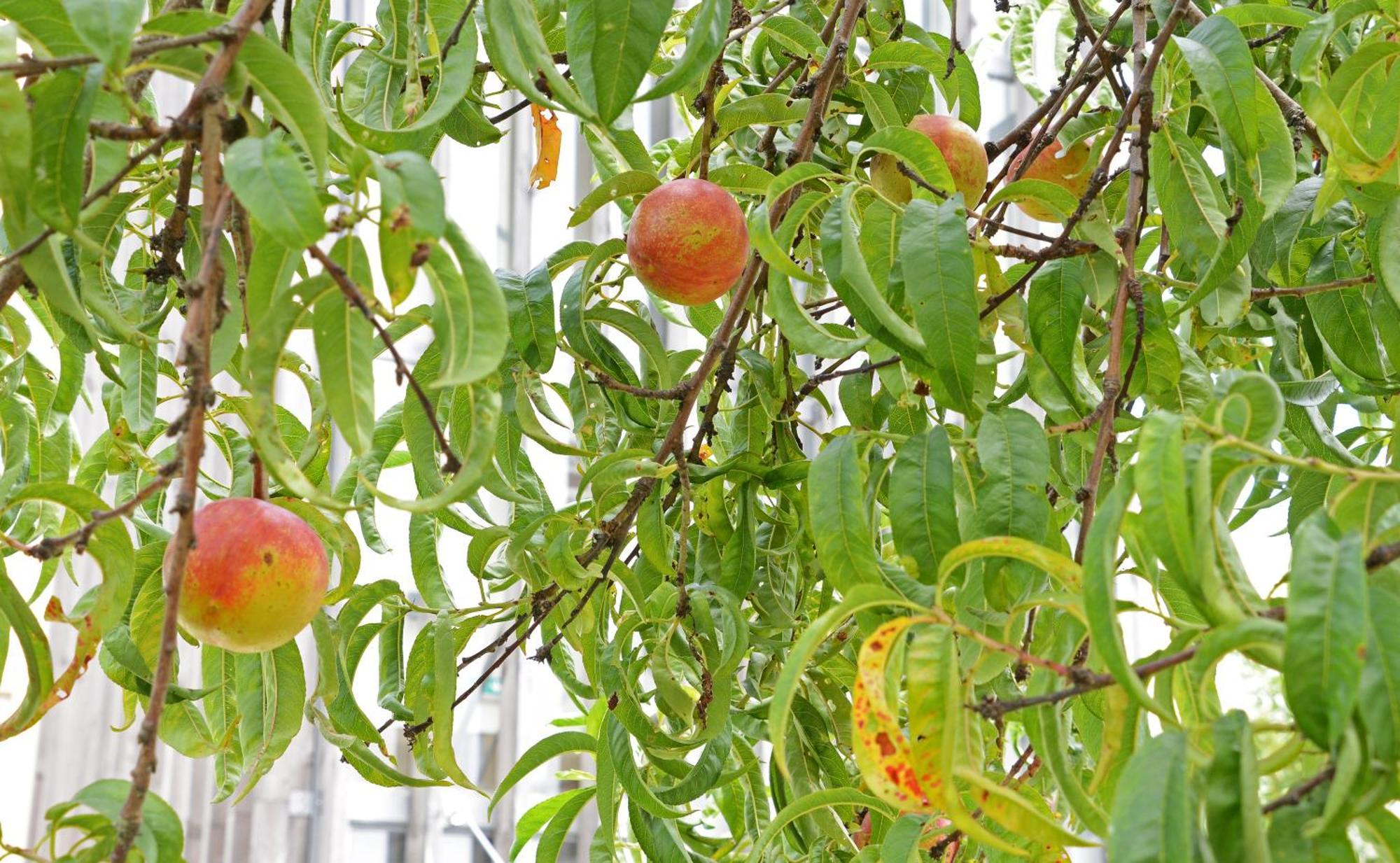 Peach Hostel & Suites Porto Exteriér fotografie